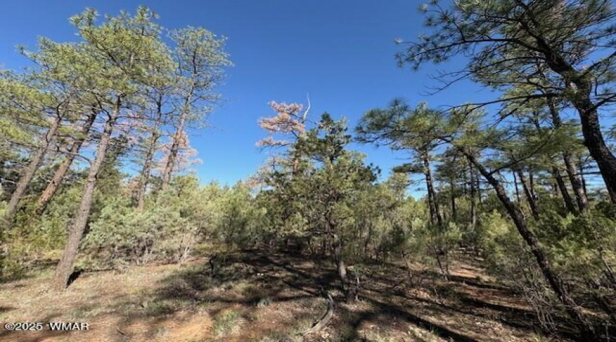 Tall Pines