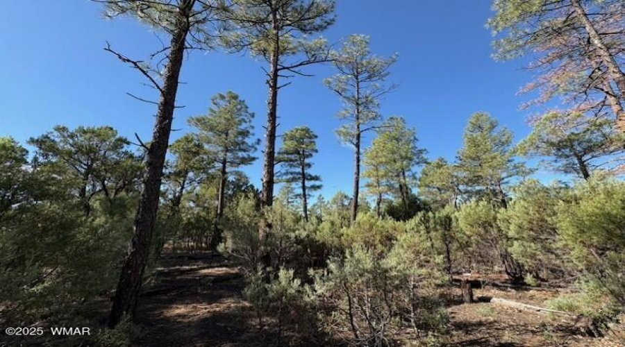 Ponderosa Pines