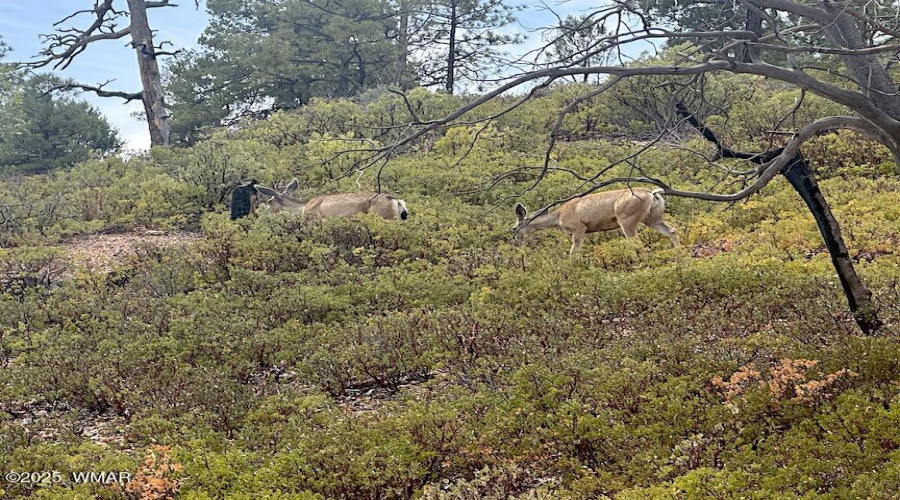 Land 3