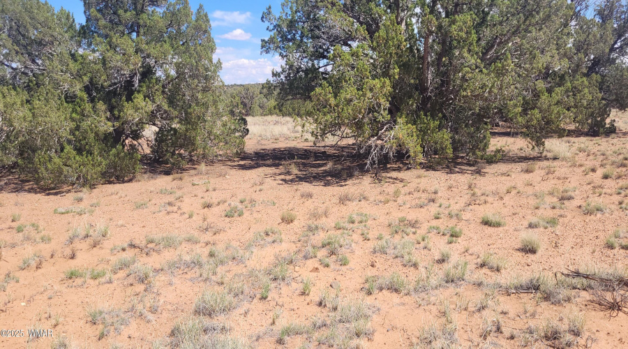Trees