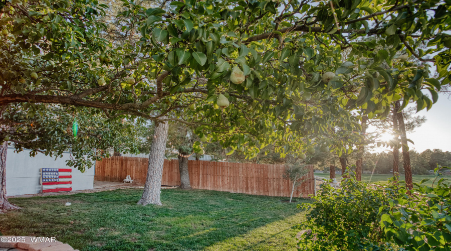 Mature Fruit Trees