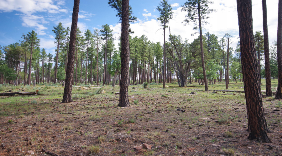 Thinned Forest Behind