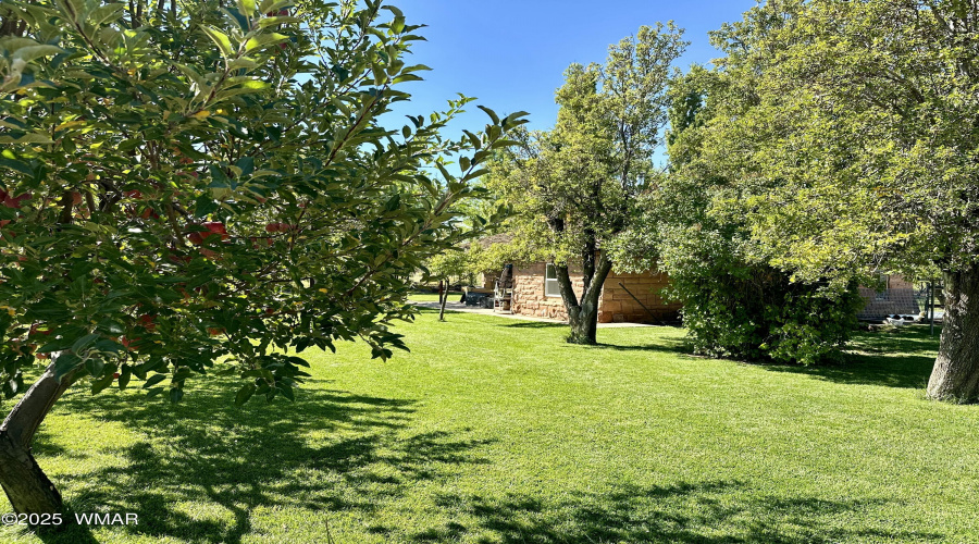 Orchard