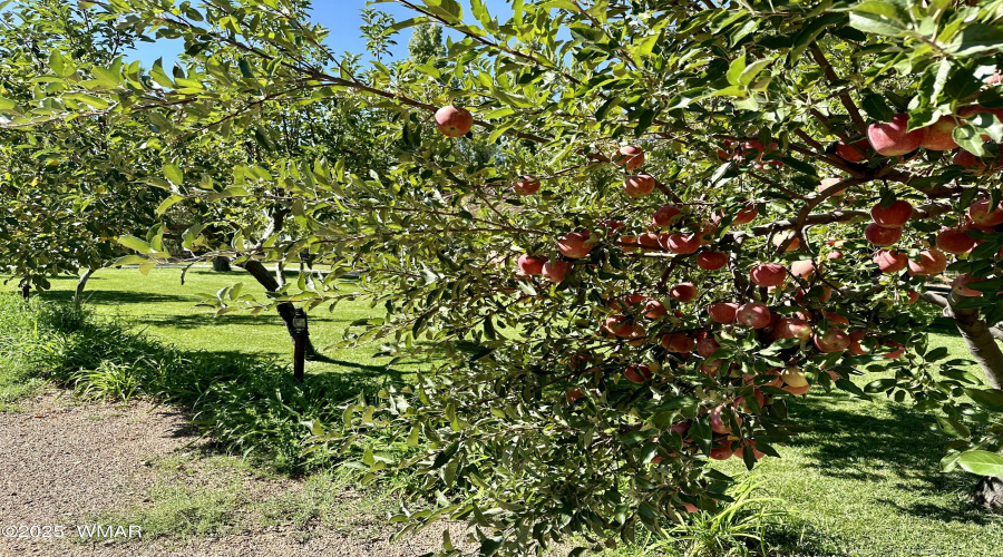 Orchard