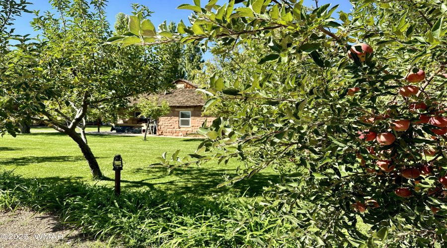 Orchard