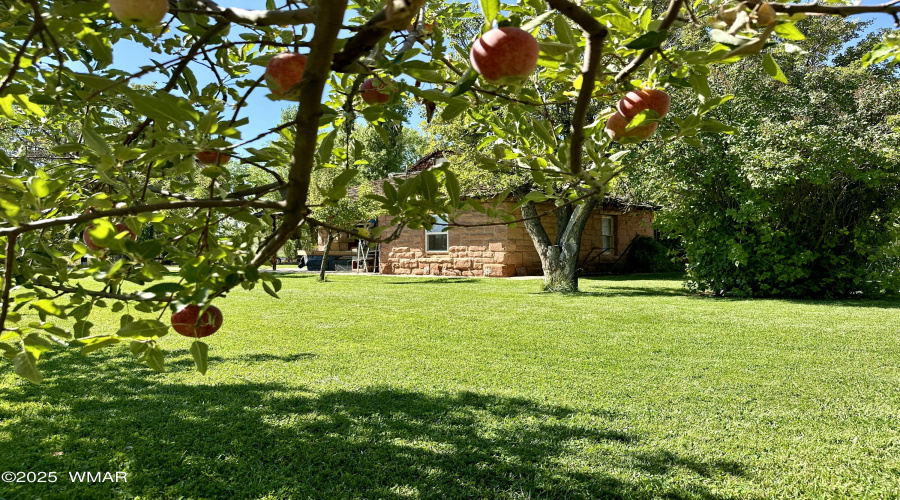 Orchard
