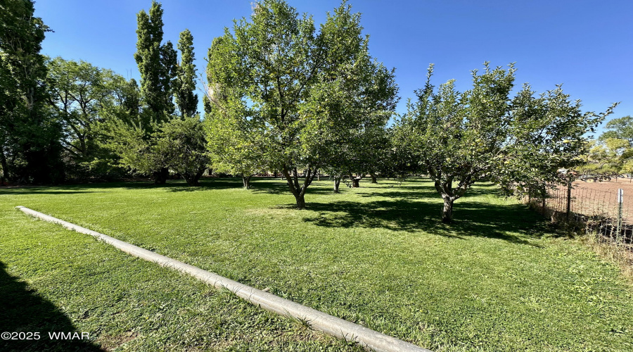 Orchard