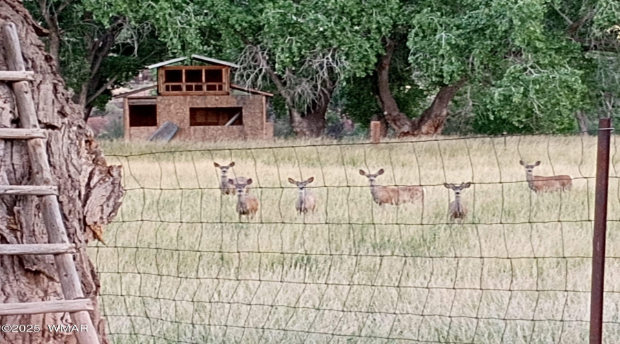 Wildlife
