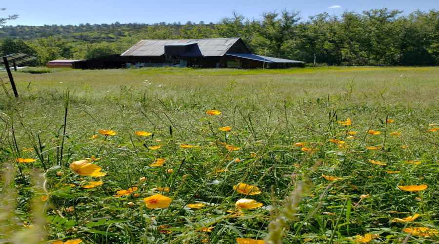 2021 Barn & Wildflowers in E Pasture