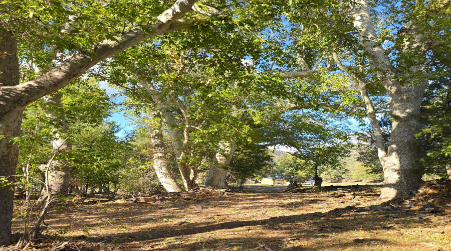 Sycamore Grove