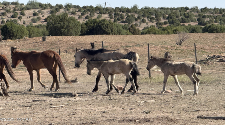 HORSES IN THE FOREST