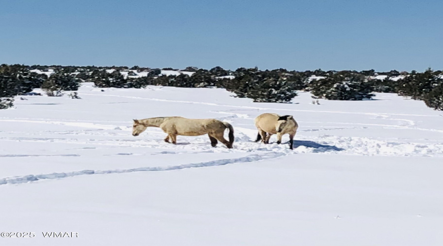 HORSES IN THE WINTER