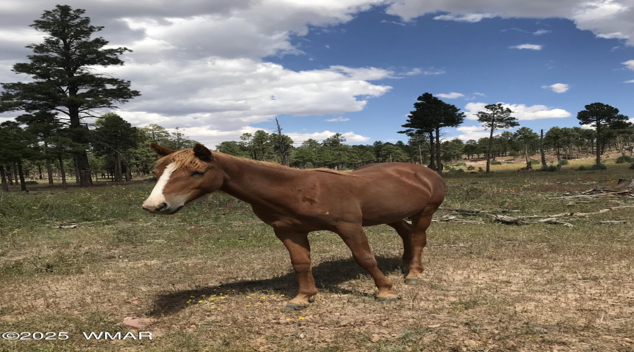 HORSES BEHIND THE HOUSE