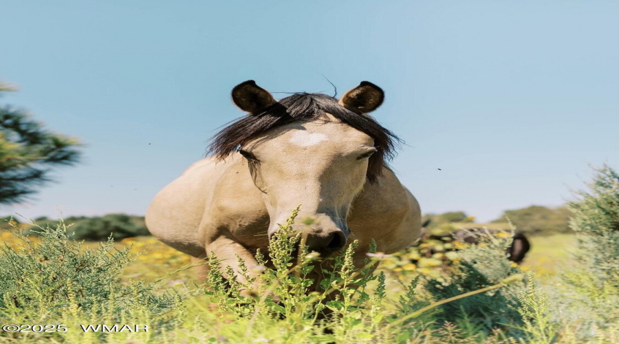 HORSES BEHIND THE HOUSE