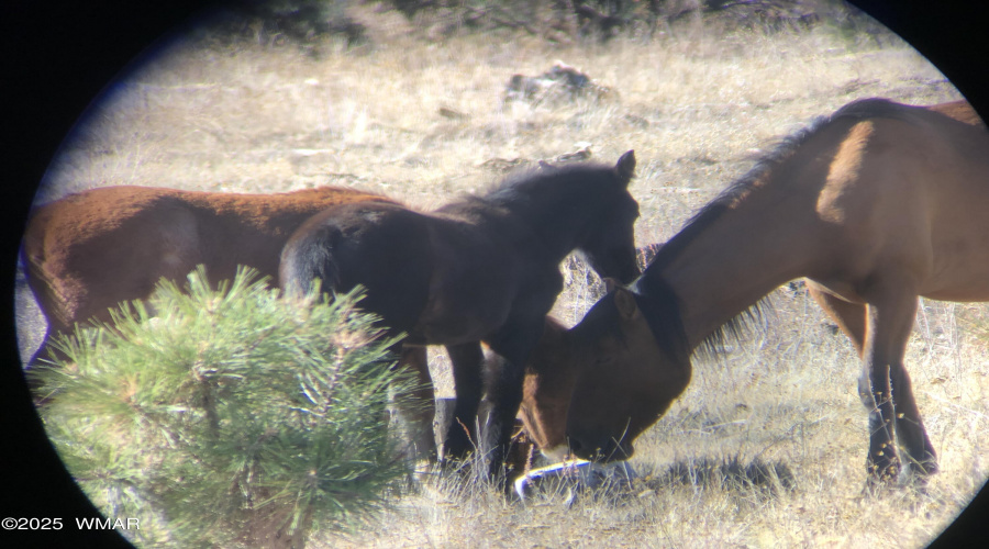 WILD HORSES IN THE FOREST