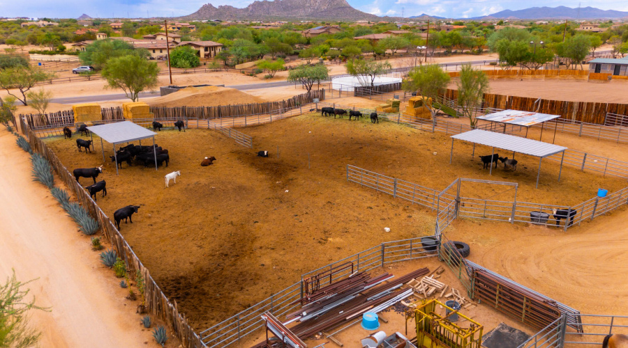 Cow Pens