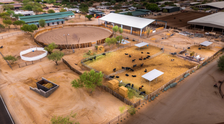 Cow Pens