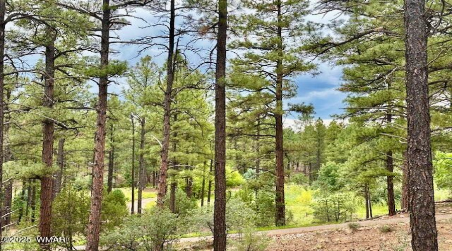 View from the back deck