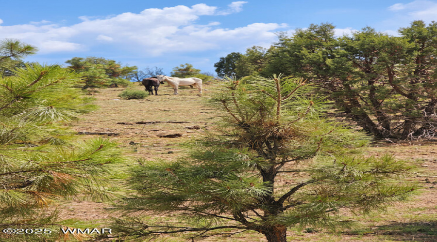 horses