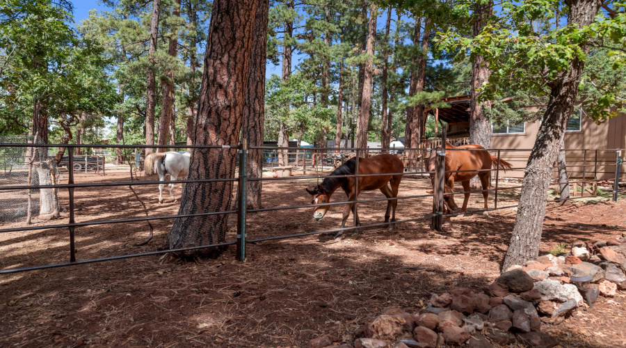 Horse corrals