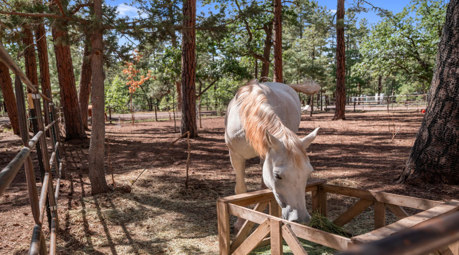 Large horse corral