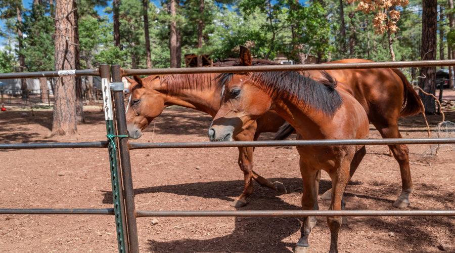 Horses NOT INCLUDED
