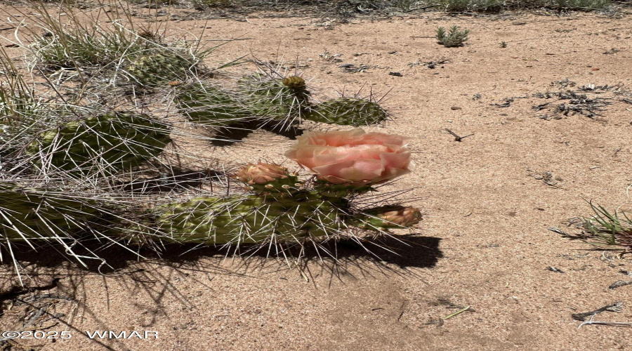 Desert Flower