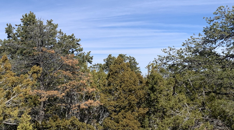 In The Trees
