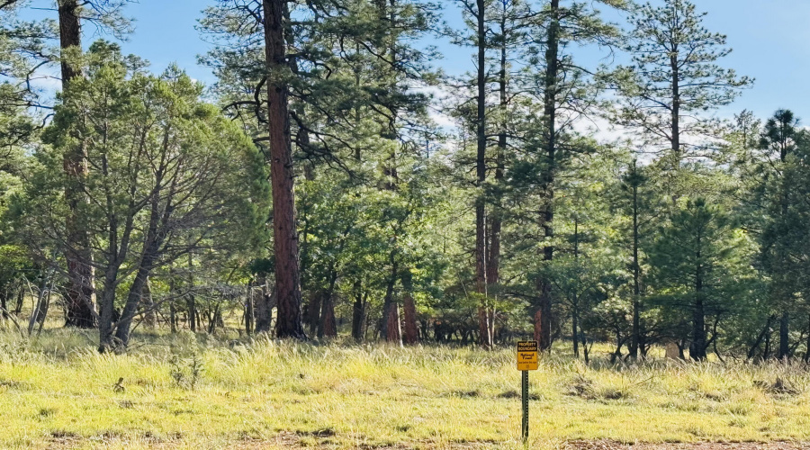 Backs natl forest