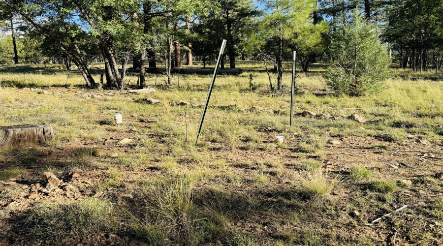 septic area