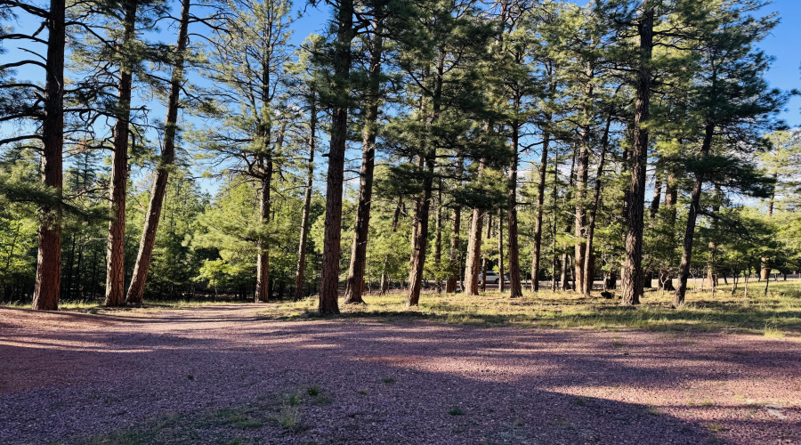 Tall pines