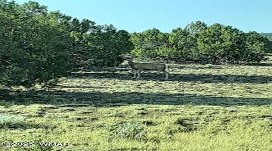 Deer