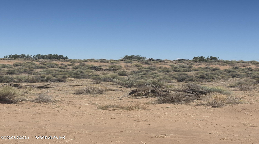 Sage Brush
