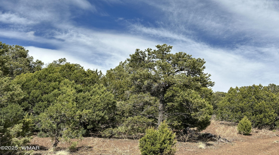 Pine Trees on Lot