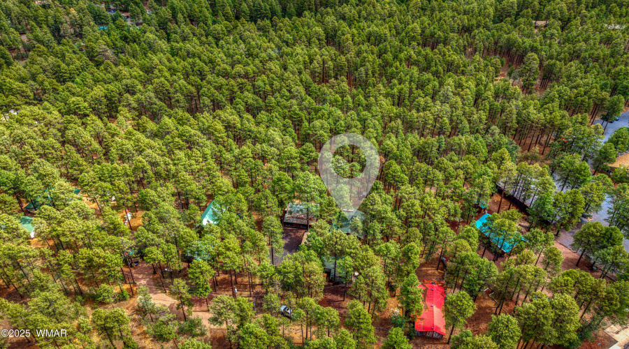Tall pines