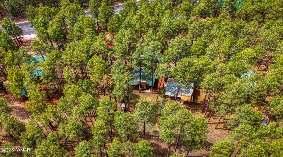 Tall Pines!