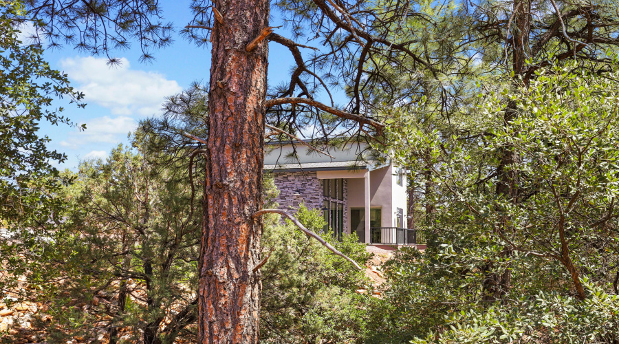House through the Trees