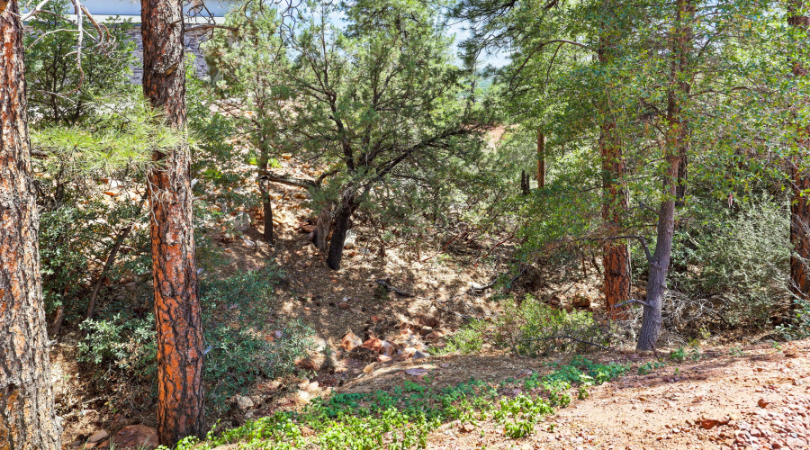 House through Trees