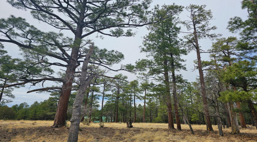 Tall Pines