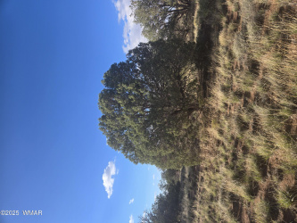 Beautiful Juniper Trees