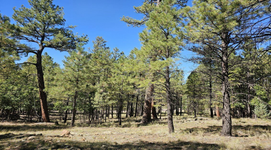 Gorgeous Tall Pines