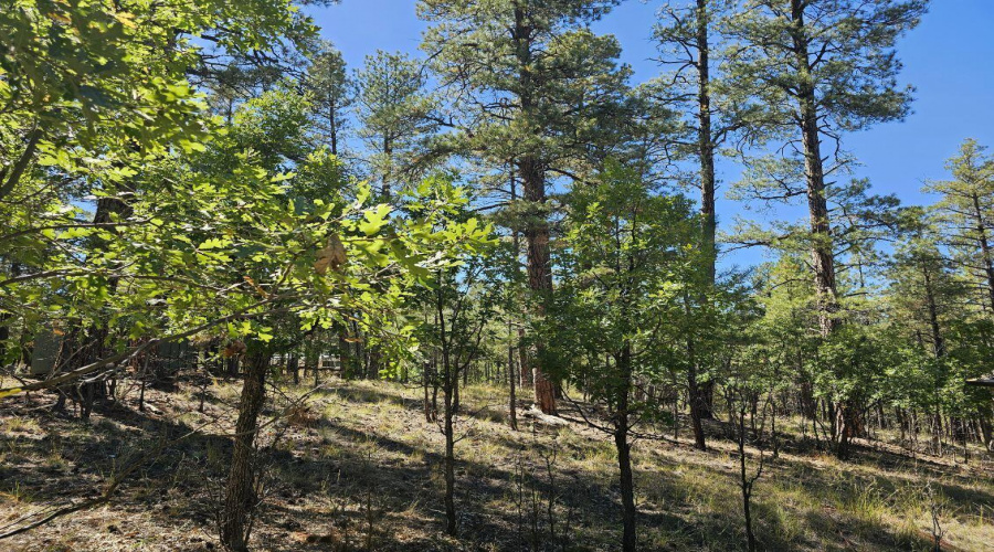 Many Tall Pines