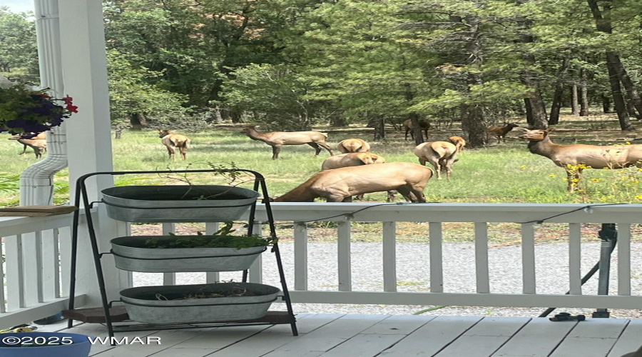 Elk who visit on occasion