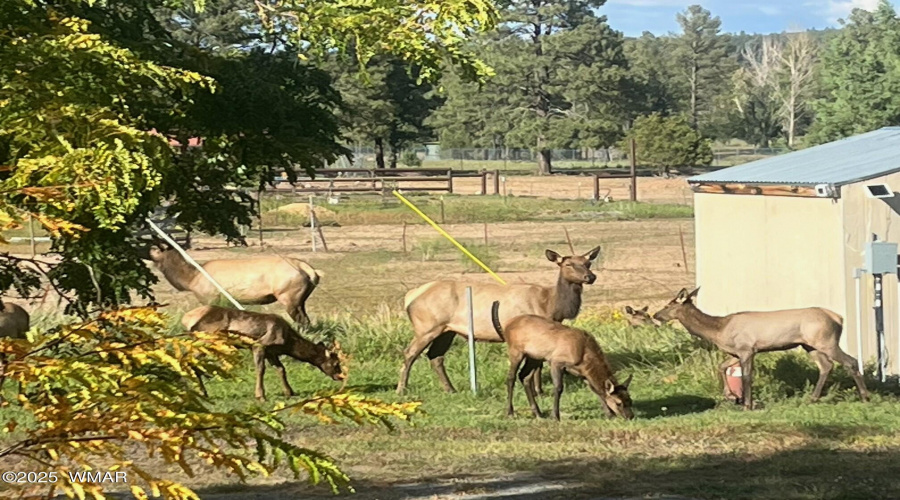 Forest neighbors