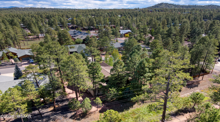 In the pines