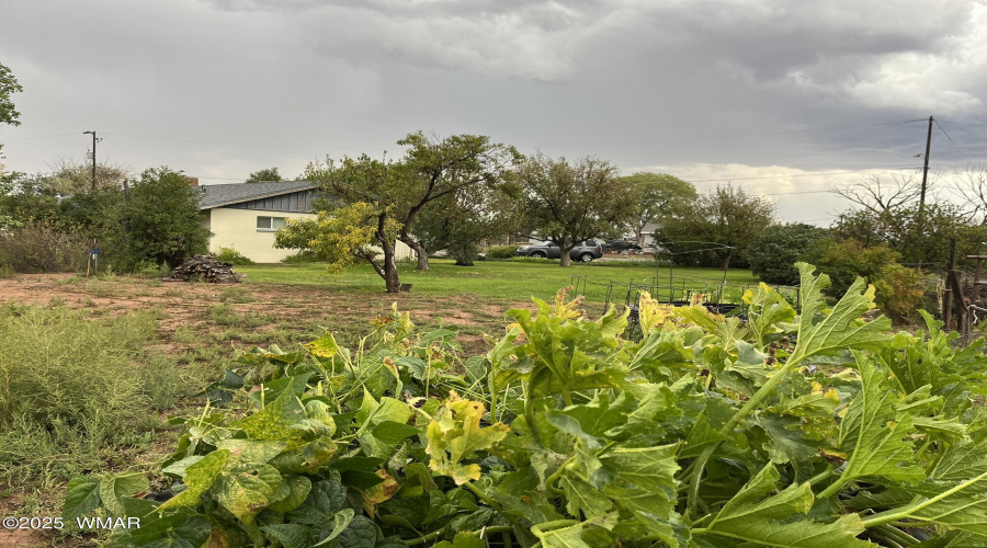 south garden area