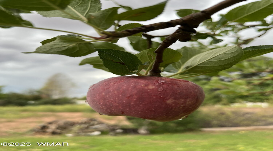 apple