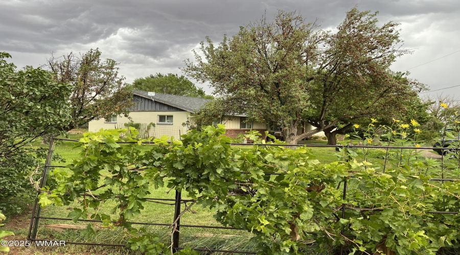 grape vines