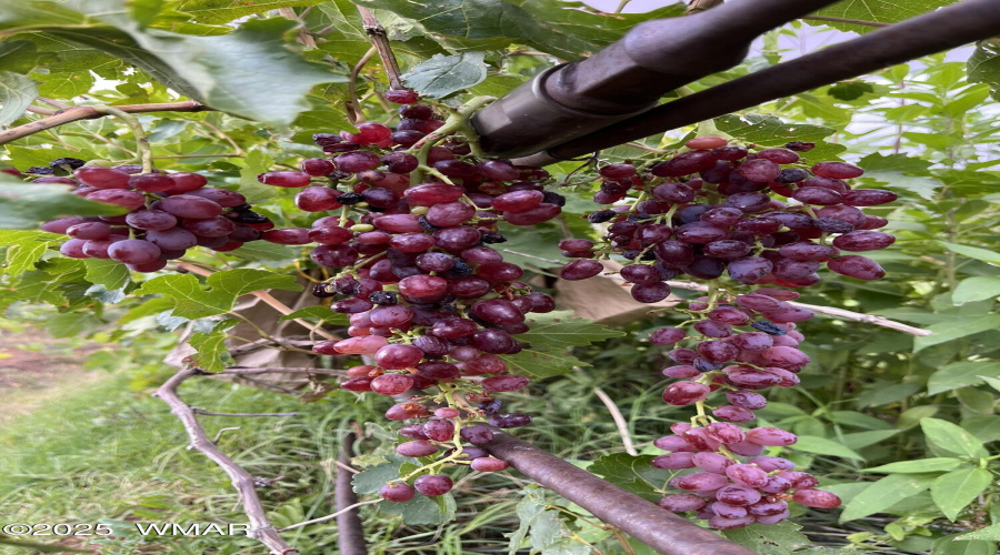 grapes