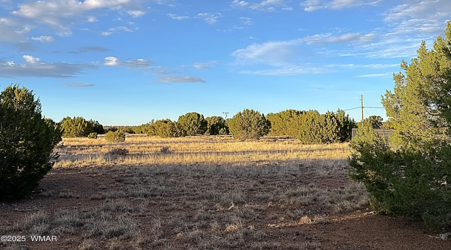 Pinon and Juniper